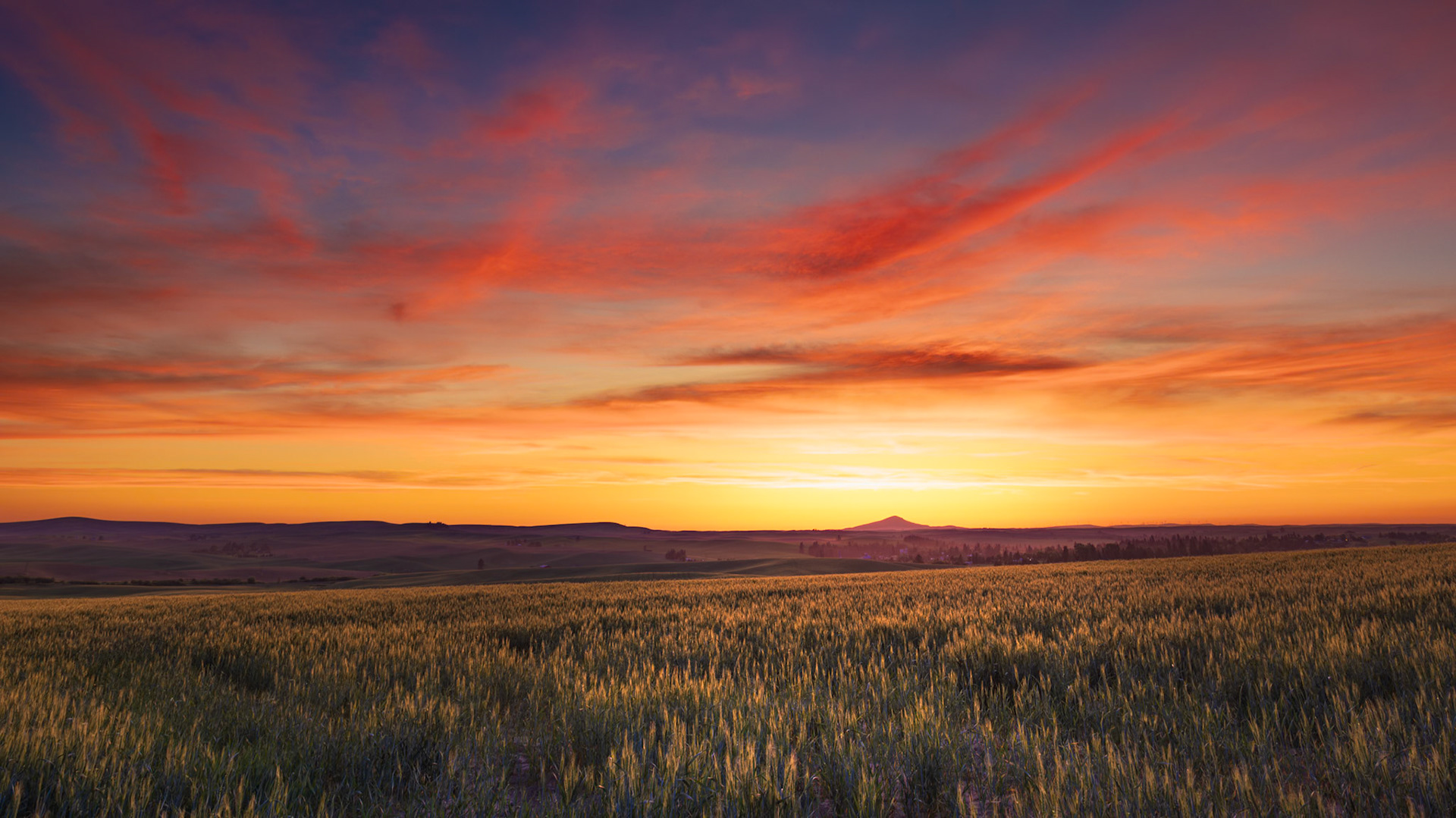 SUNRISE OVER WHEAT FIELDS