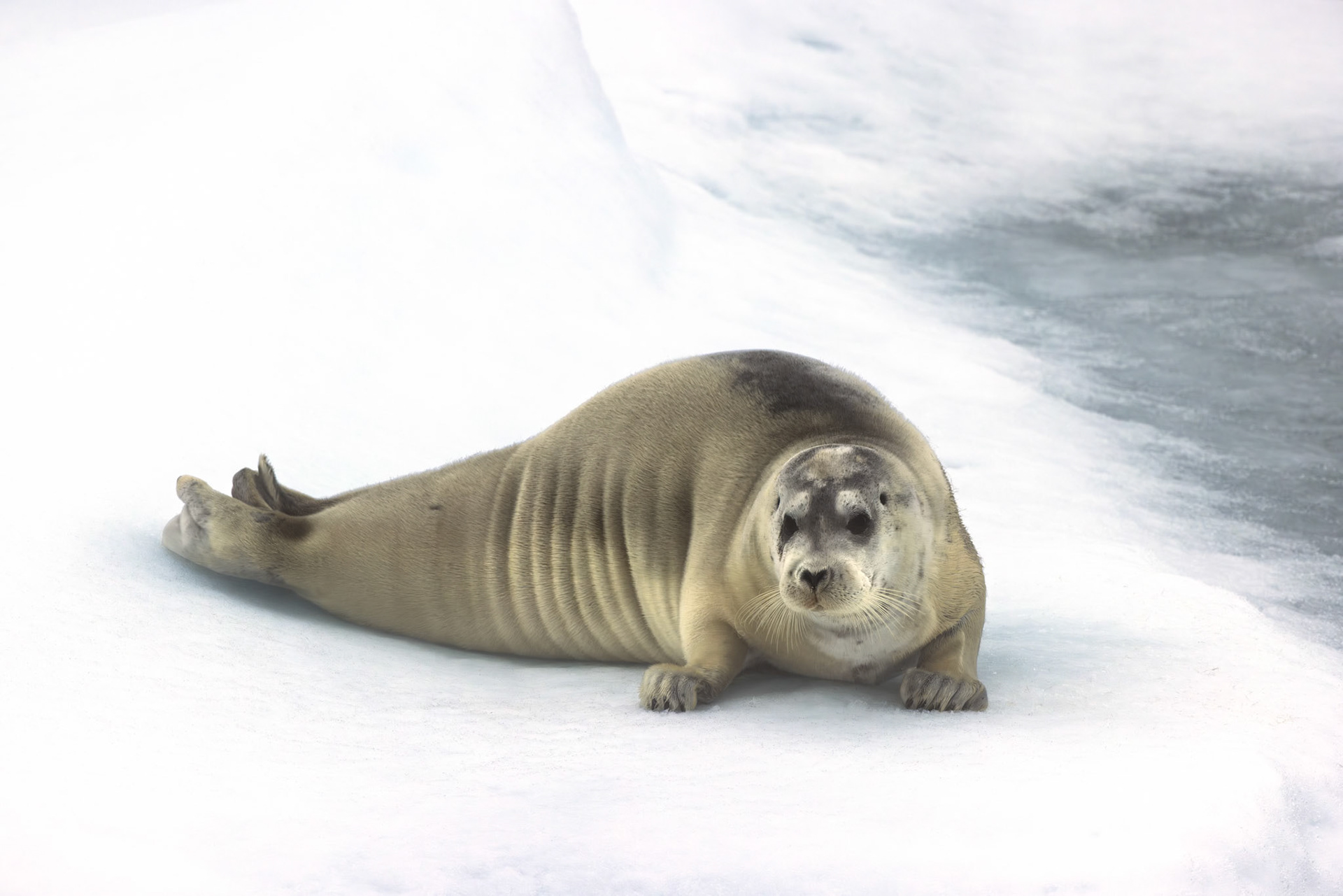 RESTING ON THE POLAR ICE CAP