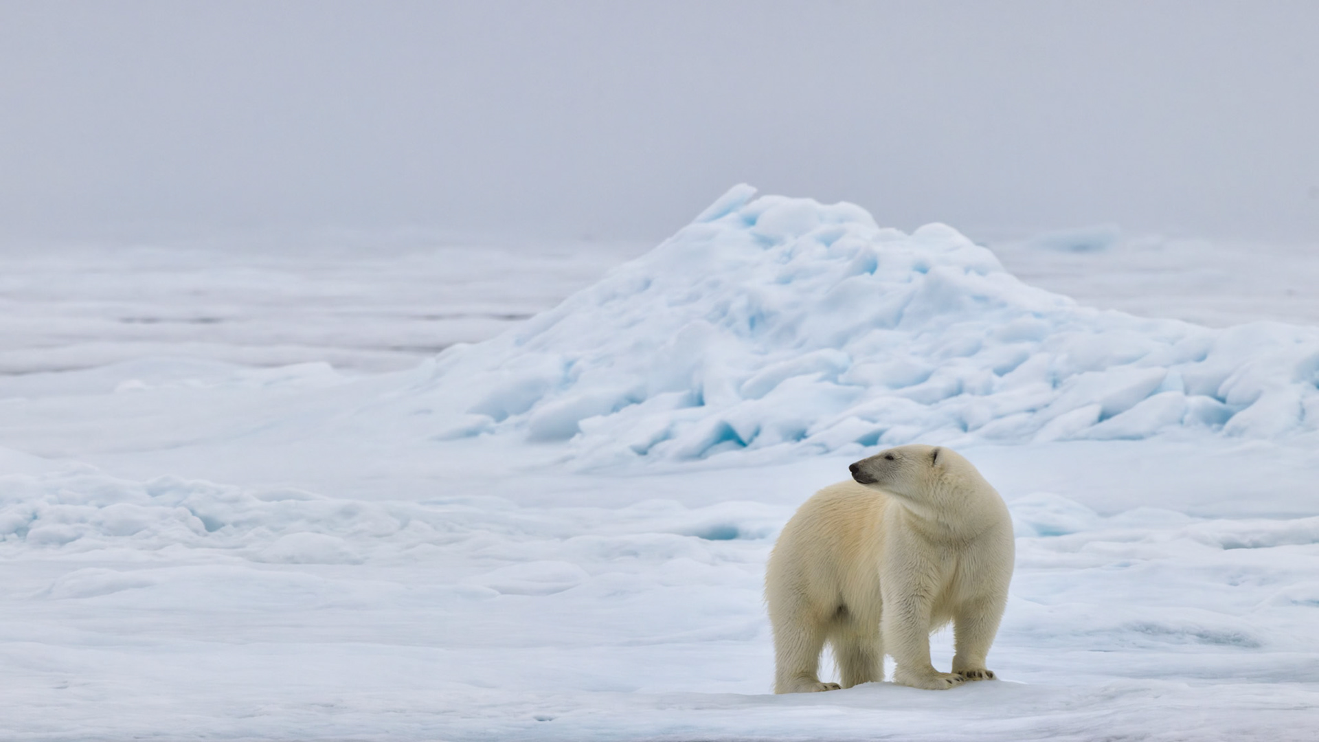 LOOKING INTO THE WIND