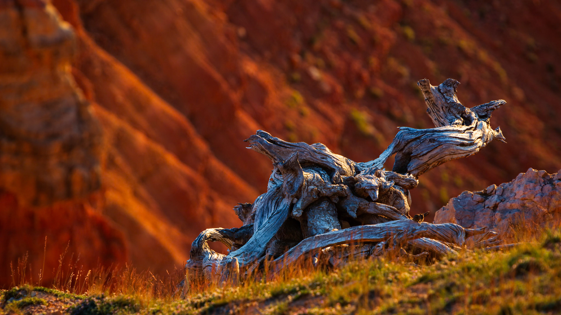 TWISTED SENTINEL