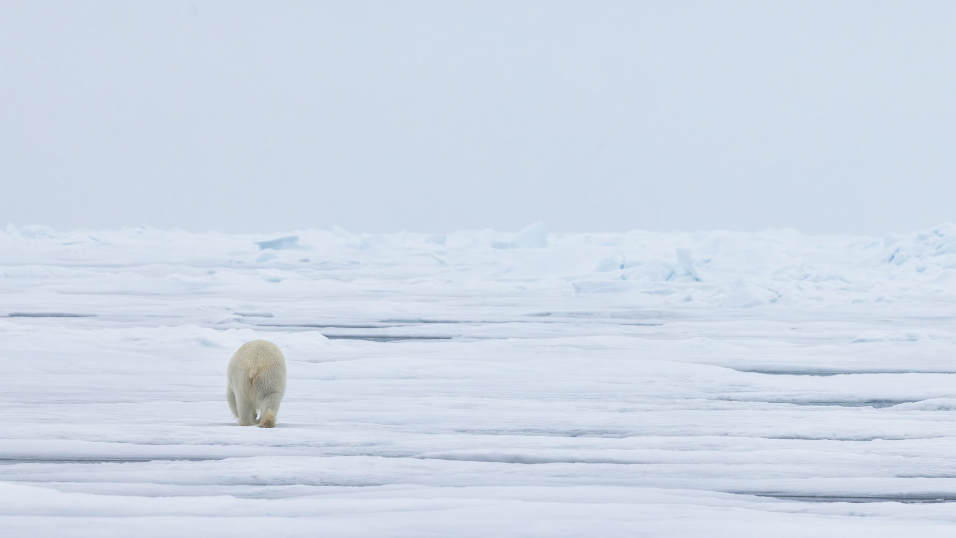 INTO THE SILENCE |  A lone polar bear disappears into the vast sea ice of Svalbard, leaving only its footprints and the endless Arctic beyond. The image speaks to solitude, resilience, and the quiet mystery of a world where nature still sets the pace.