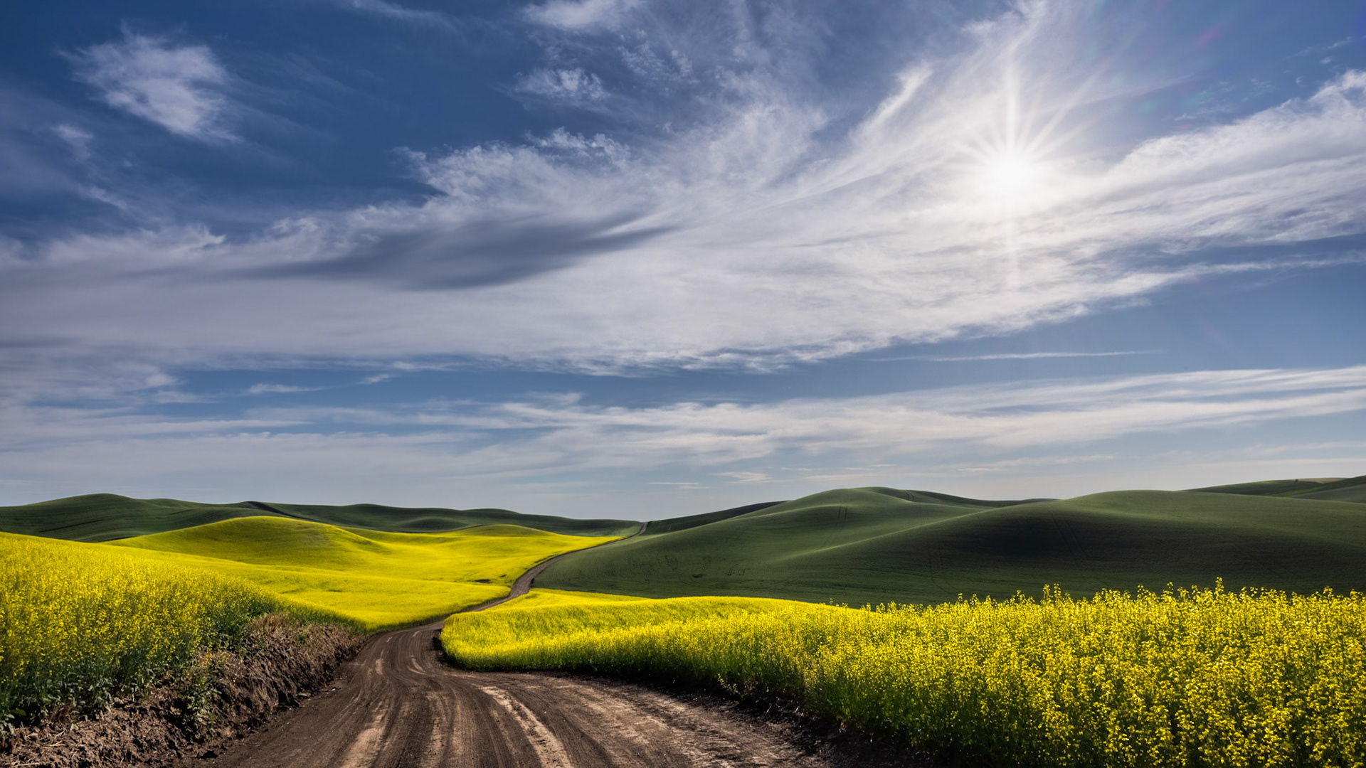 CUTTING THROUGH THE CANOLA FIELDS