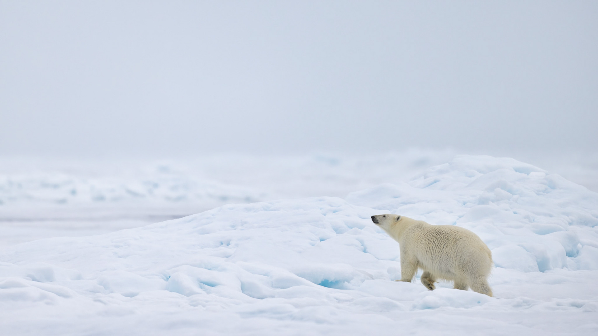 EMPRESS OF THE ARCTIC 8