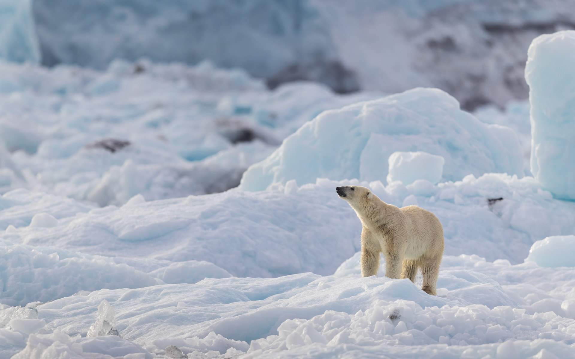 SCENT OF THE ARCTIC  |  Standing amid a vast field of fractured blue ice, a polar bear lifts its head to catch a scent carried across the frozen landscape. For a quiet moment, the bear seems completely at home in this beautiful, shifting world of ice.
