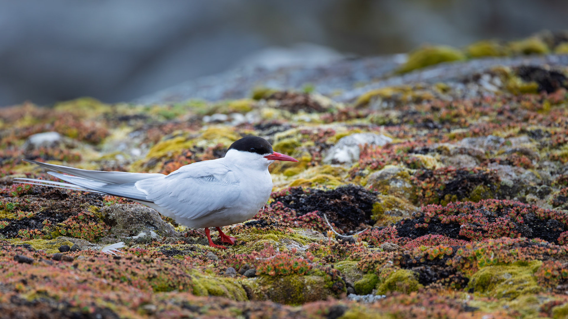 RESTING ARCTIC TERN