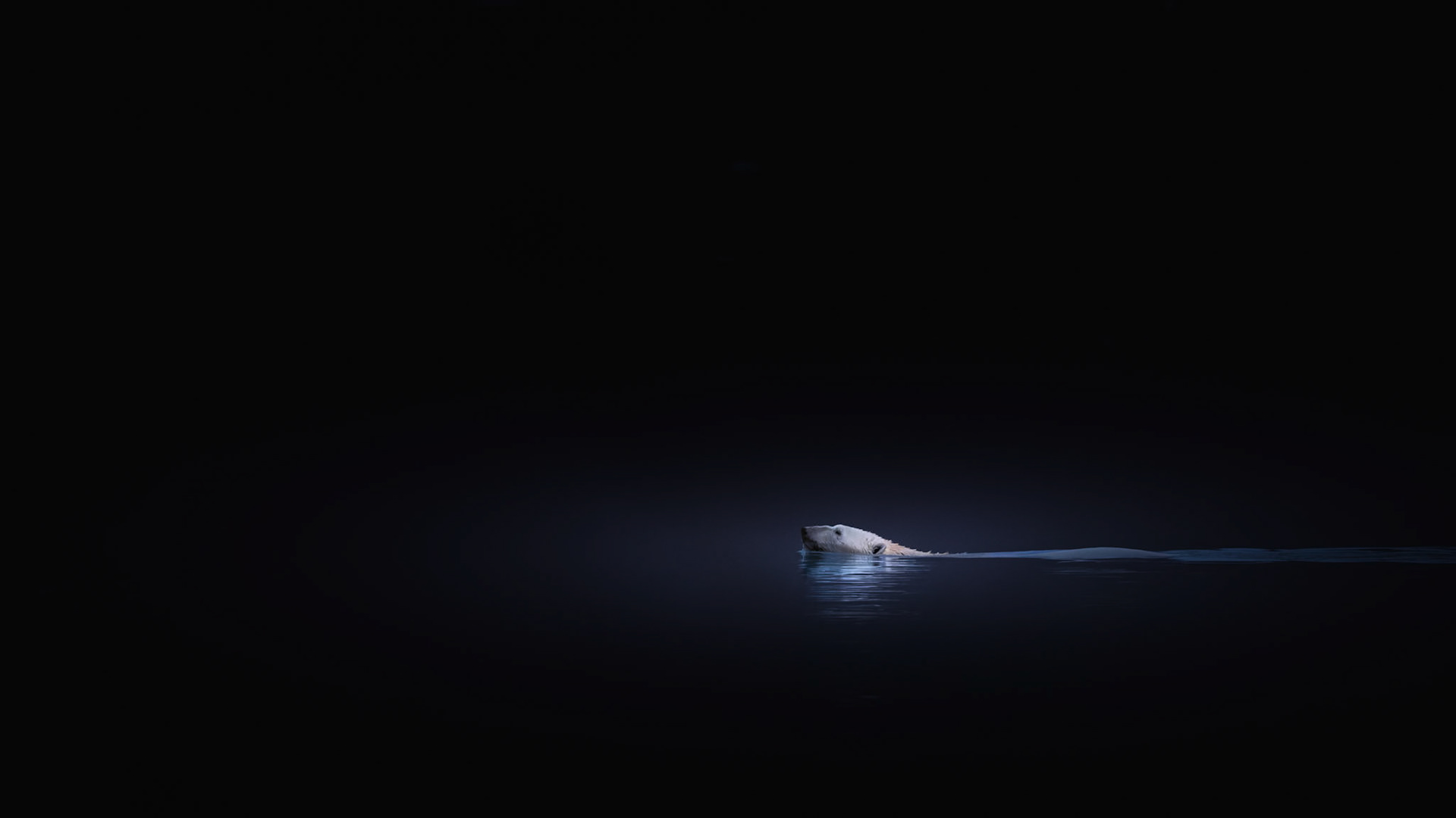 SILENT PASSAGE |  At dawn, while we were anchored overnight beside a glacier in eastern Greenland, I noticed a polar bear quietly swimming through the darkness. Only the watchman and I were on deck to witness this extraordinary, fleeting moment.