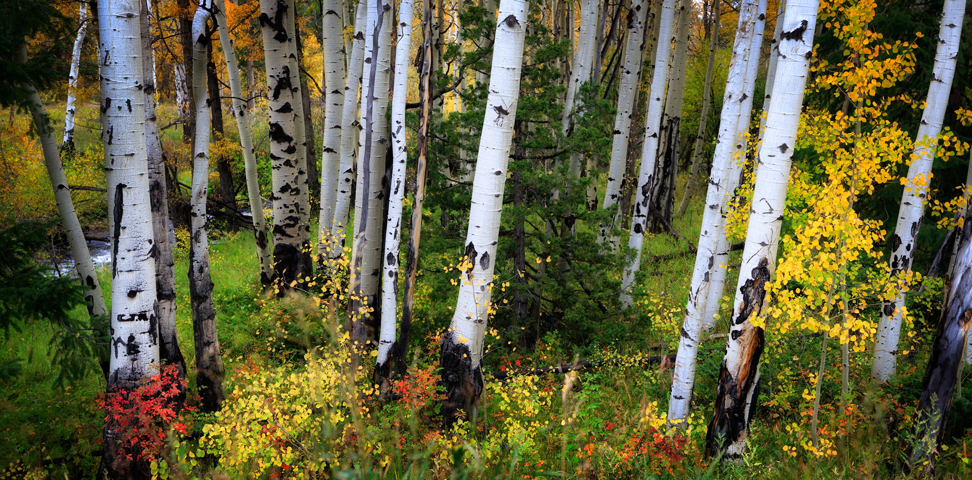 ASPEN FOREST