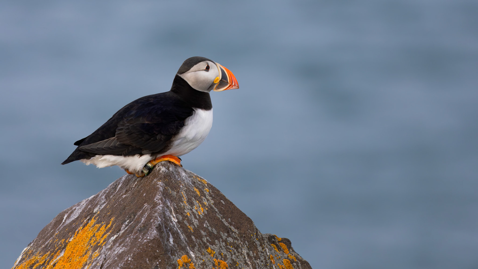 THE PAUSE BEFORE FLIGHT  |  There is something almost regal about a puffin when it finds the highest point available and simply settles in. No movement, no urgency, no apparent purpose beyond observing the world around it.