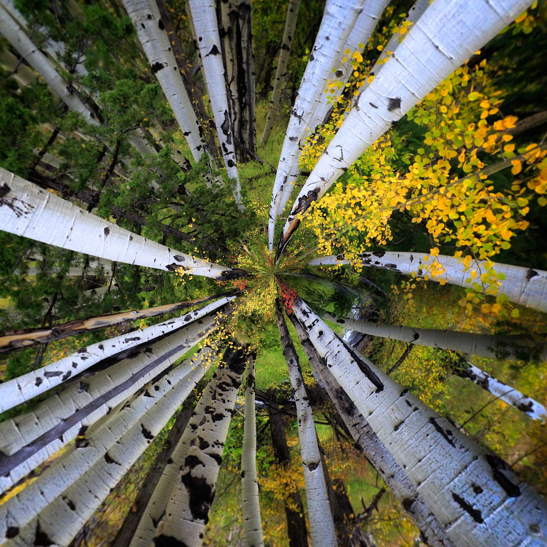 ASPEN FOREST