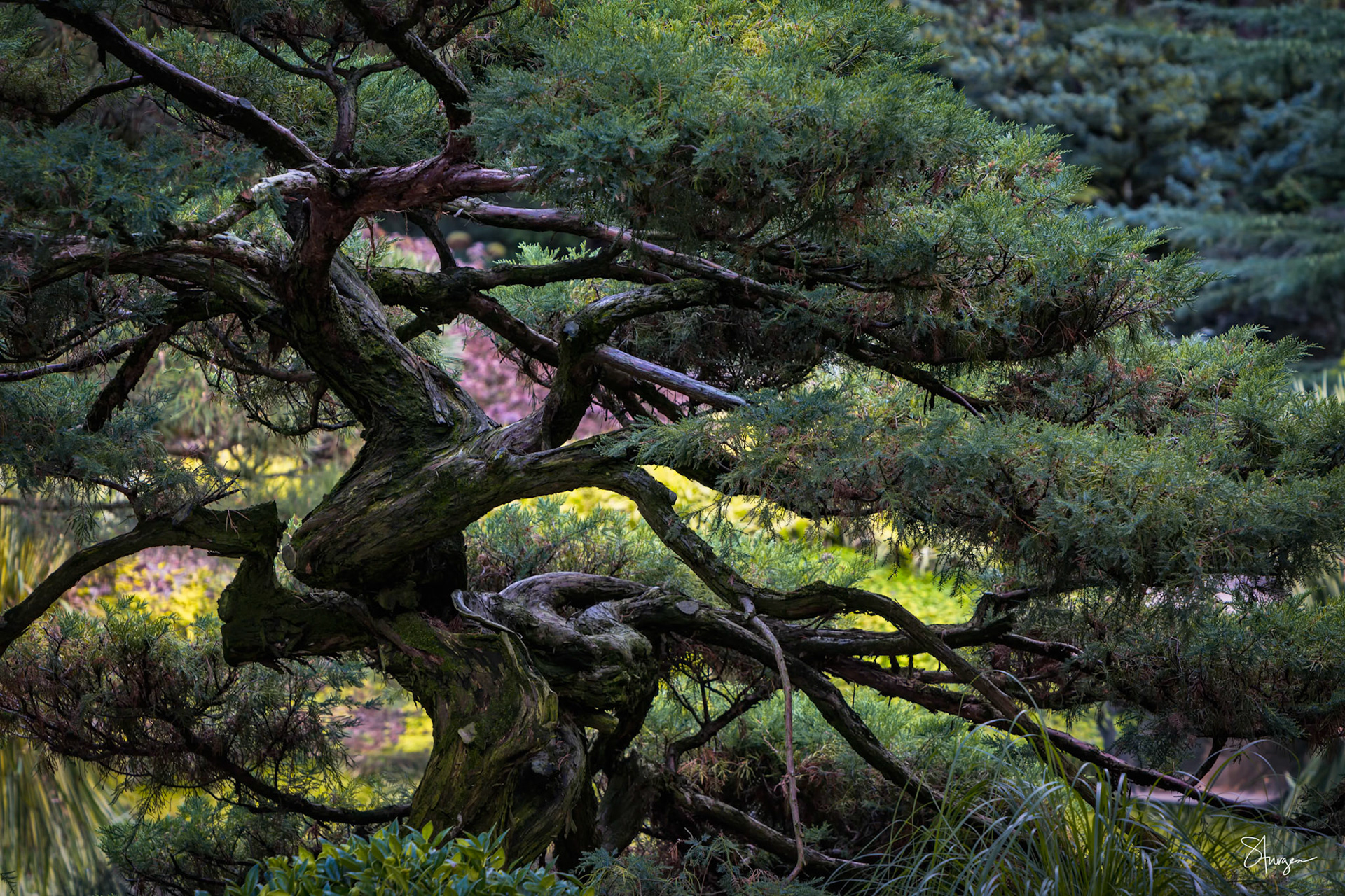 GIANT BONSAI GIBBS GARDENS