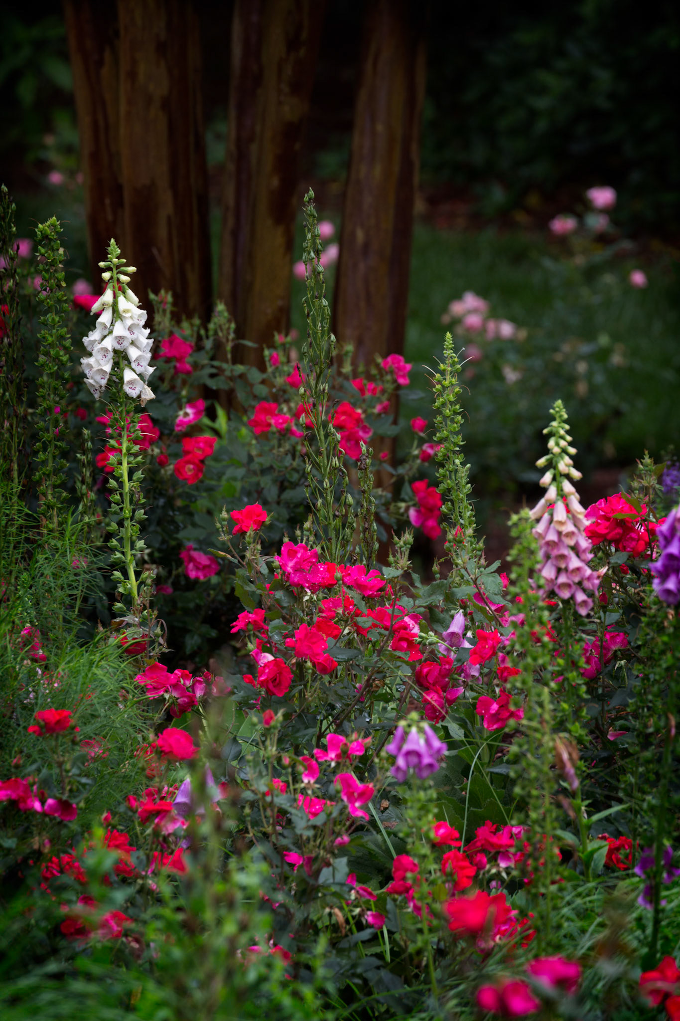 GARDEN SONATA  |  A hidden garden bursting with color and texture, this scene evokes the enchanted woodlands of legend and folklore. The vibrant blooms and towering foxgloves seem as though they belong in Sherwood Forest, where winding paths disappear into the trees and every corner holds the promise of discovery.There is a magical quality to cottage gardens like this, where nature is allowed to flourish freely rather than conform to rigid design. The layers of color, the soft light, and the woodland backdrop create a scene that feels both timeless and romantic, inviting the viewer into a storybook world.