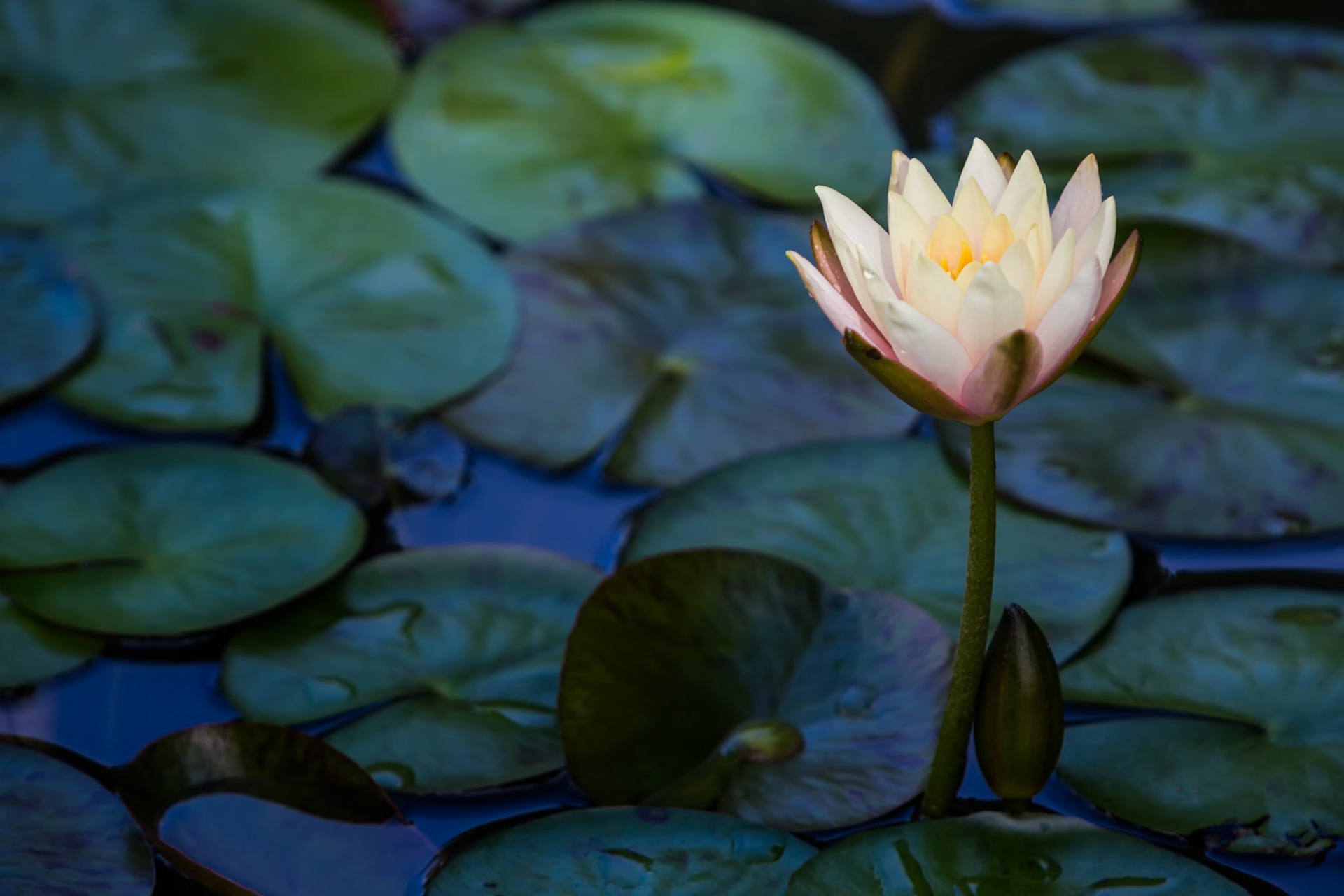 A QUIET OFFERING