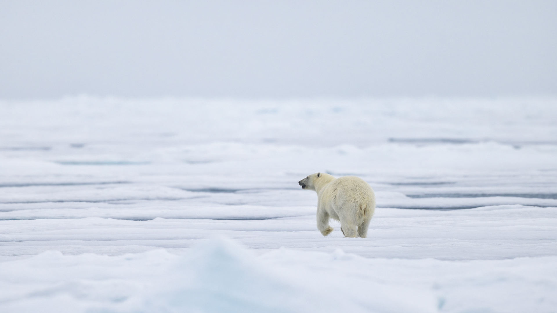 THE VANISHING NORTH: