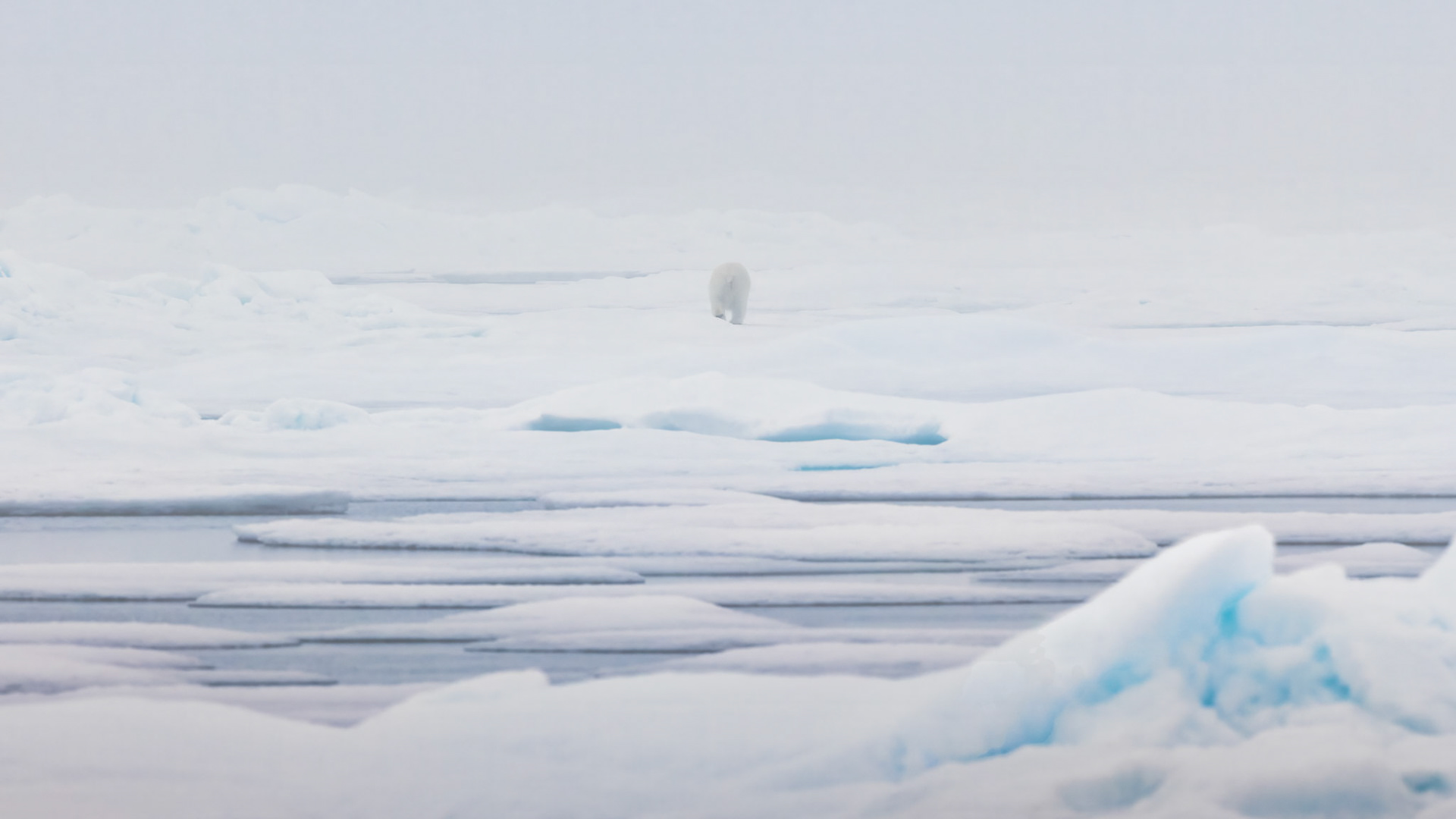 INTO THE PALE DISTANCE