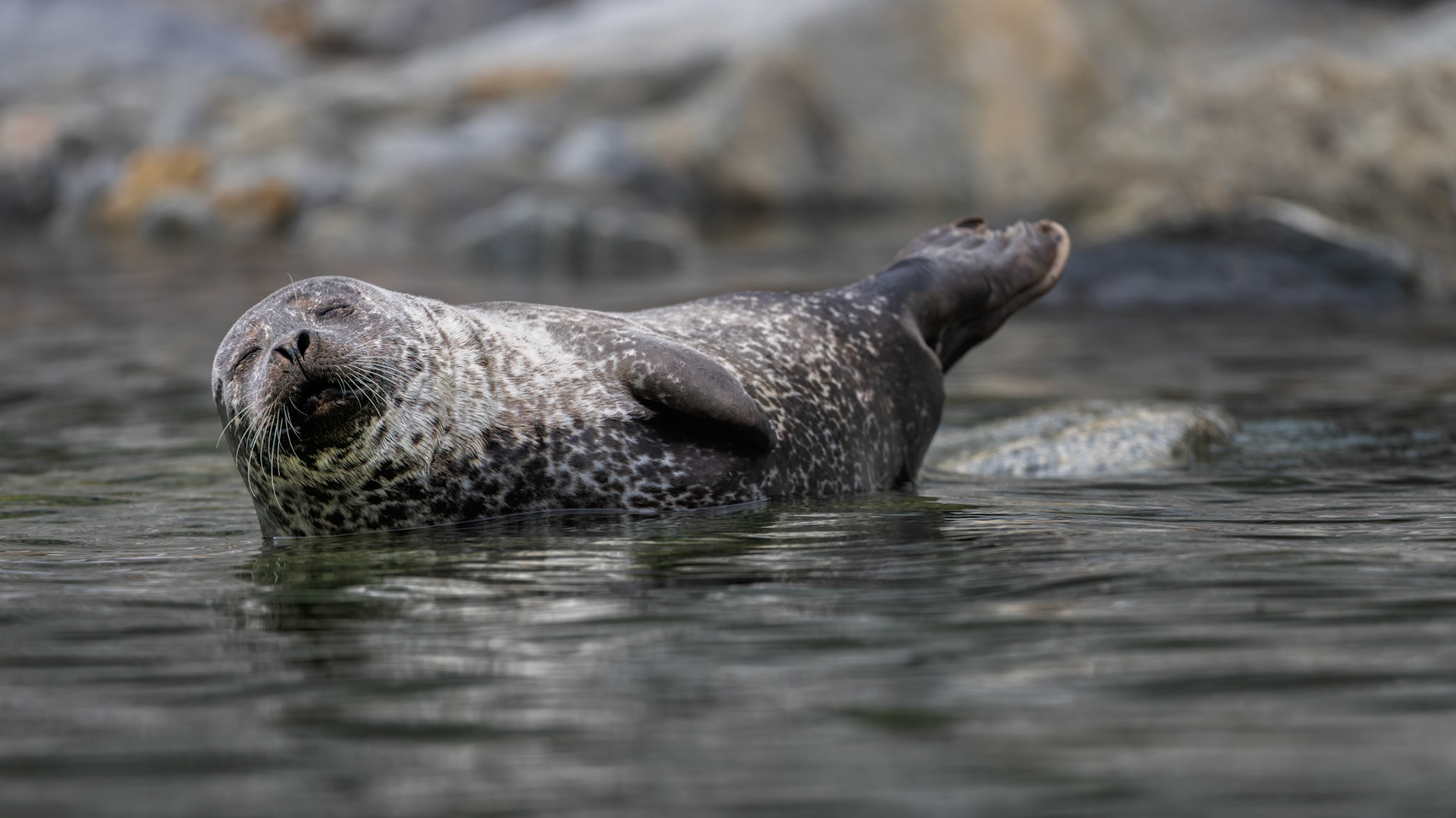 NOT A CARE IN THE WORLD