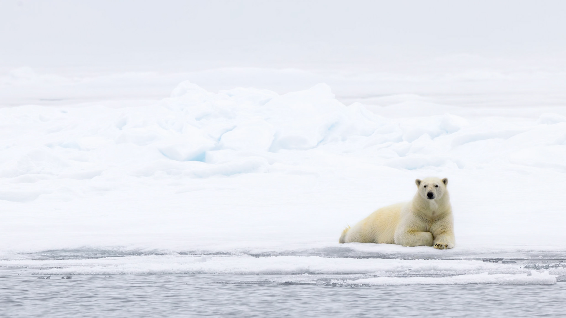 CHILLIN' ON THE POLAR ICE CAP