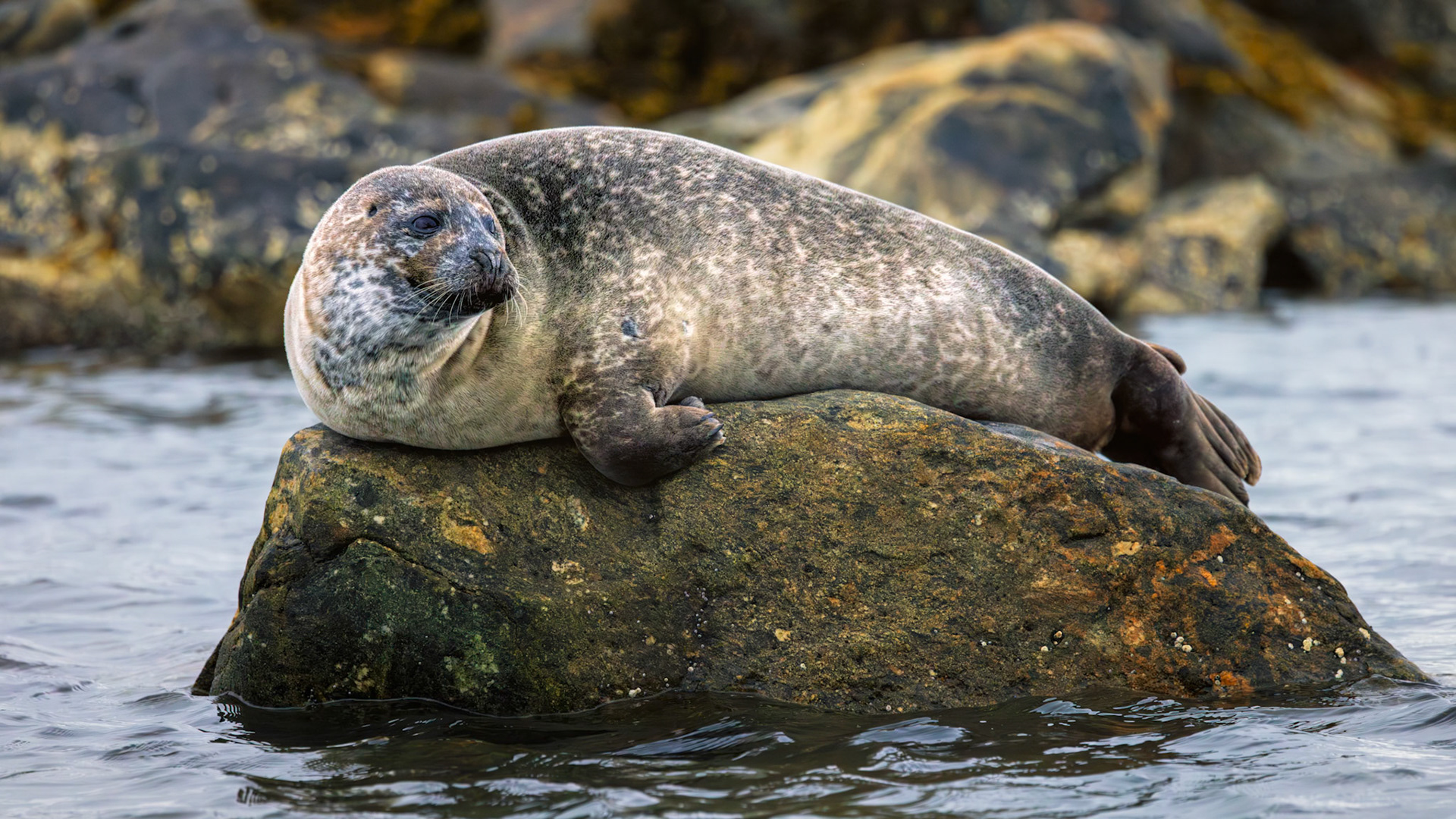 RESTING ABOVE THE TIDE