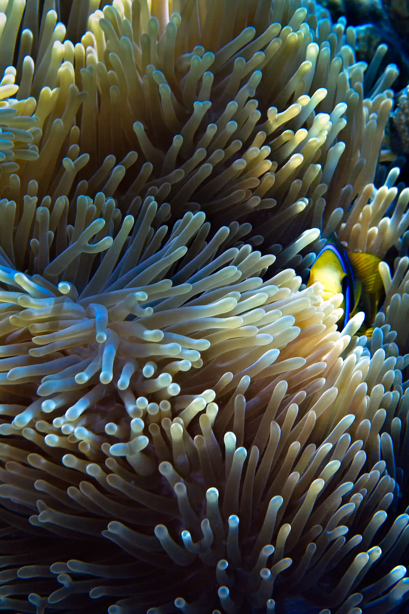 ANEMONEFISH | FRENCH POLYNESIA