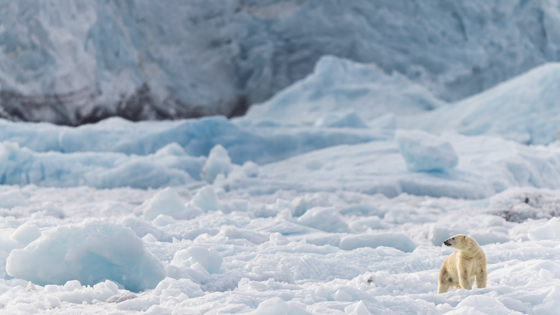 ALONE IN THE BLUE  |  A solitary polar bear moves through an immense landscape of fractured ice, nearly swallowed by the scale and silence of the Arctic. Surrounded by layers of luminous blue, its quiet presence gives the frozen wilderness a powerful sense of life and solitude.