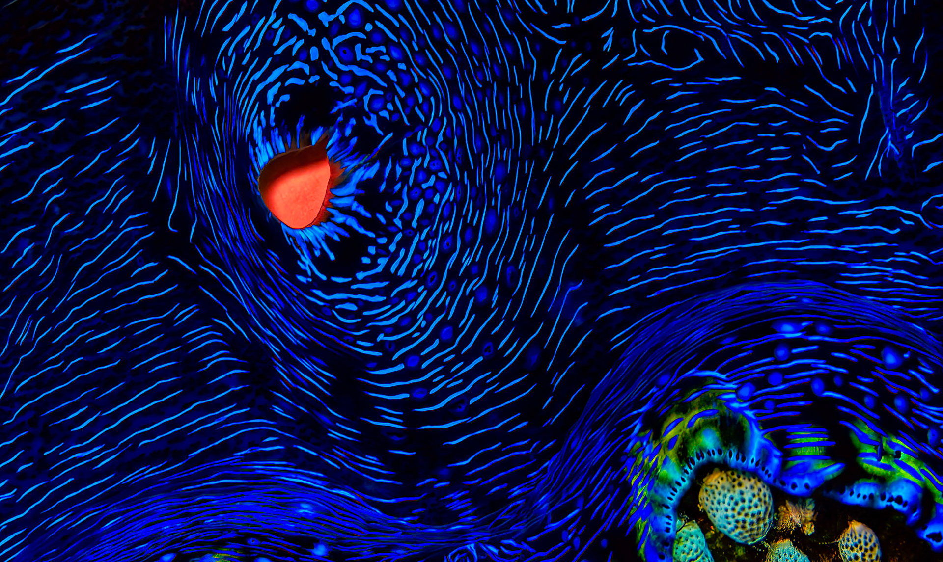 VAN GOGH'S CLAM  |  When I first encountered this giant clam on the Great Barrier Reef, I immediately thought of Van Gogh's Starry Night. Electric blue lines swirled across its mantle like brushstrokes on a canvas, creating patterns that seemed more like art than biology.Beneath the surface, the clam transformed into a living masterpiece. Its vivid colors and flowing textures appeared almost otherworldly, revealing a level of beauty that is easy to overlook in the underwater world. Moments like this blur the line between nature and art, reminding us that some of the most extraordinary designs are created not by human hands, but by life itself.