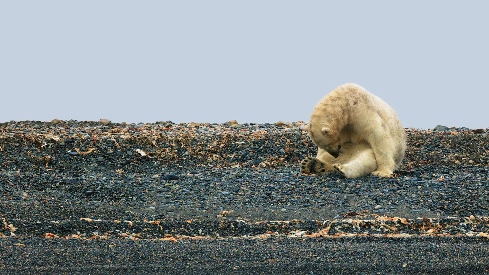 SIMPLY BEING | Not hunting. Not searching. Just existing. This quiet portrait captures a young polar bear enjoying an ordinary moment on the shores of Svalbard, revealing the calm and dignity that often go unnoticed in the Arctic wilderness.
