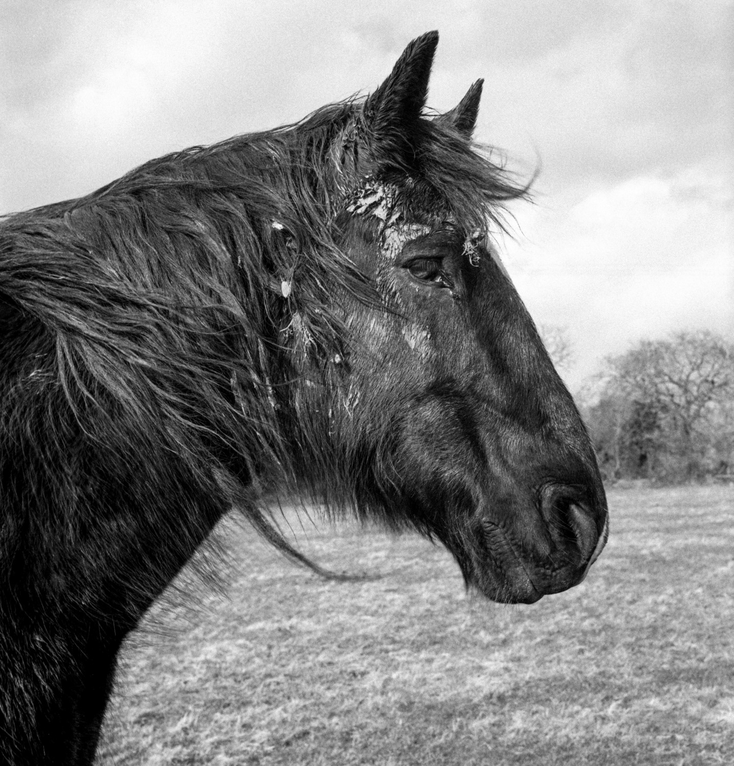 Boxer, Mullingar, Co. Westmeath. 1992.
