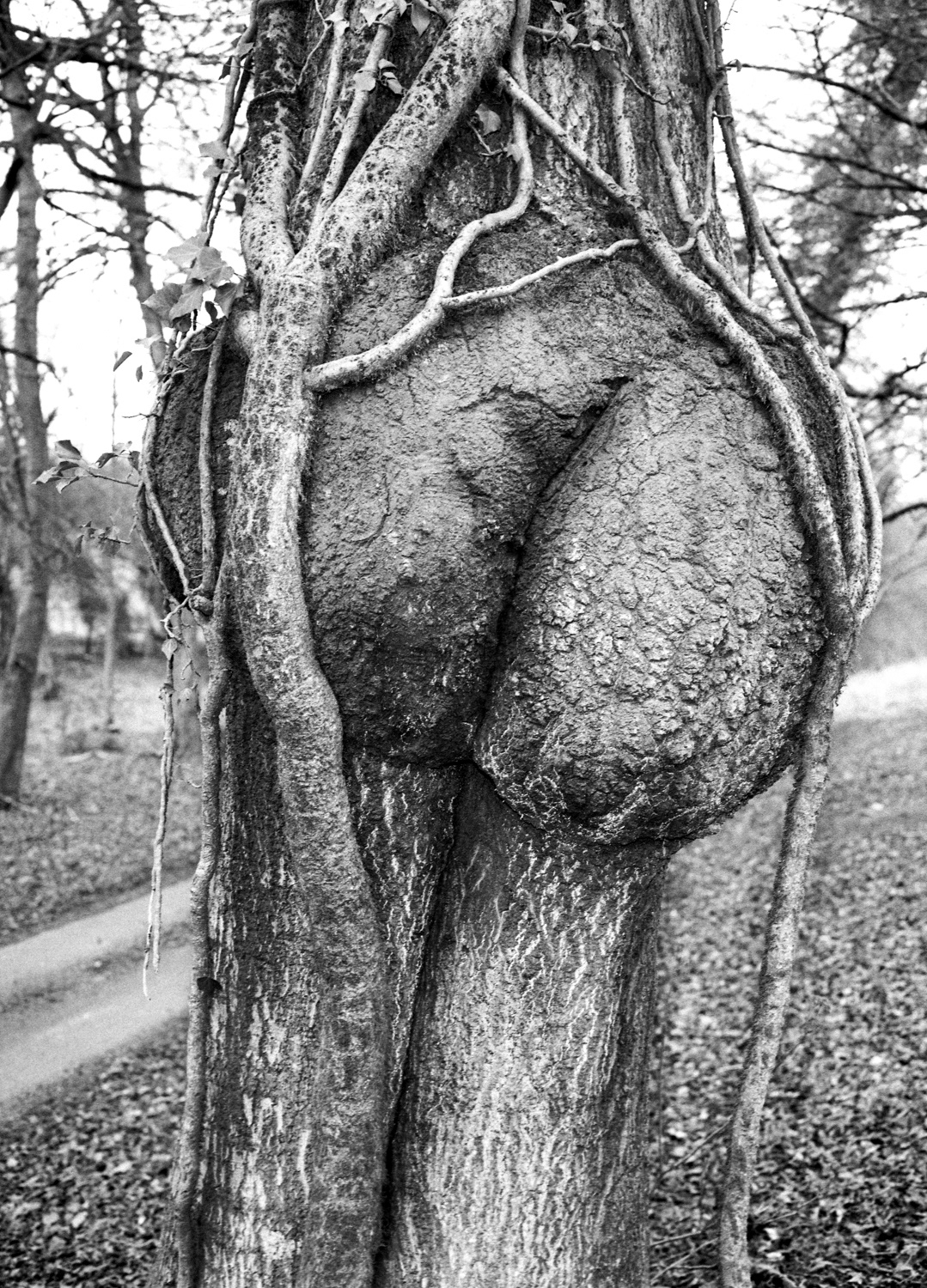 Tree, Wormsley, Bucks, 2002