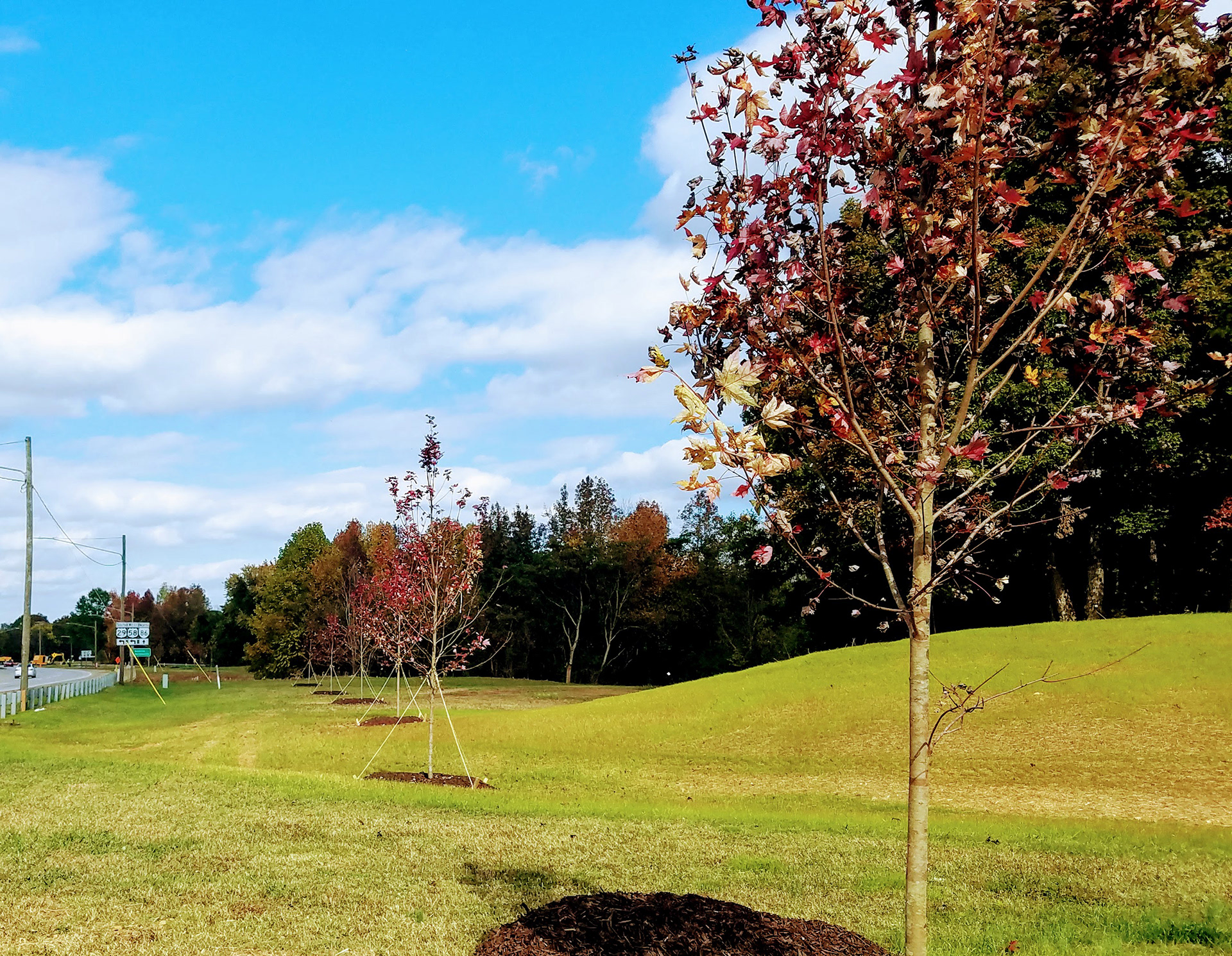Danville VA Highway Tree Installation | November 2021 | https://lewisnurseryinc.com/