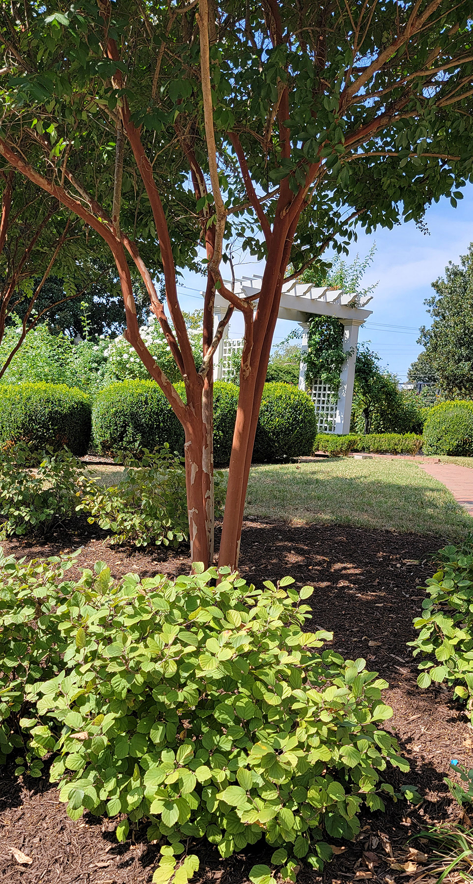 Natchez Crape Myrtle & Fothergilla Along Driveway Danville Museum Fine Arts