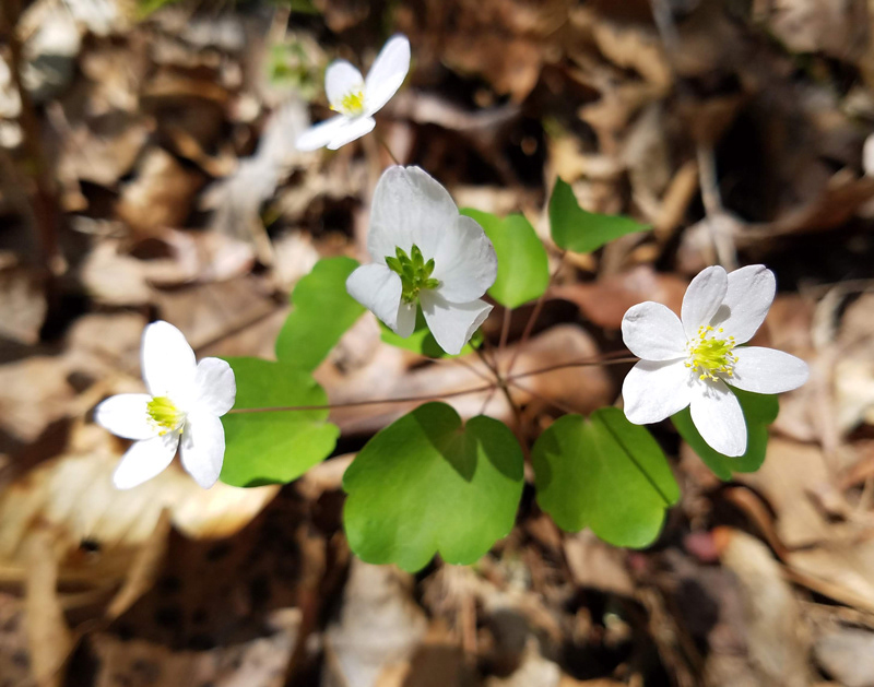 Rue Anemone (Thalictrum thalictroides) Wayside Park VA