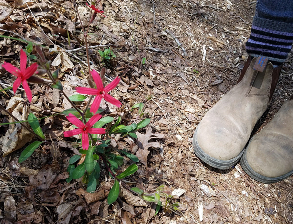 Fire Pink (Silene virginica) Wayside Park Spring 2020