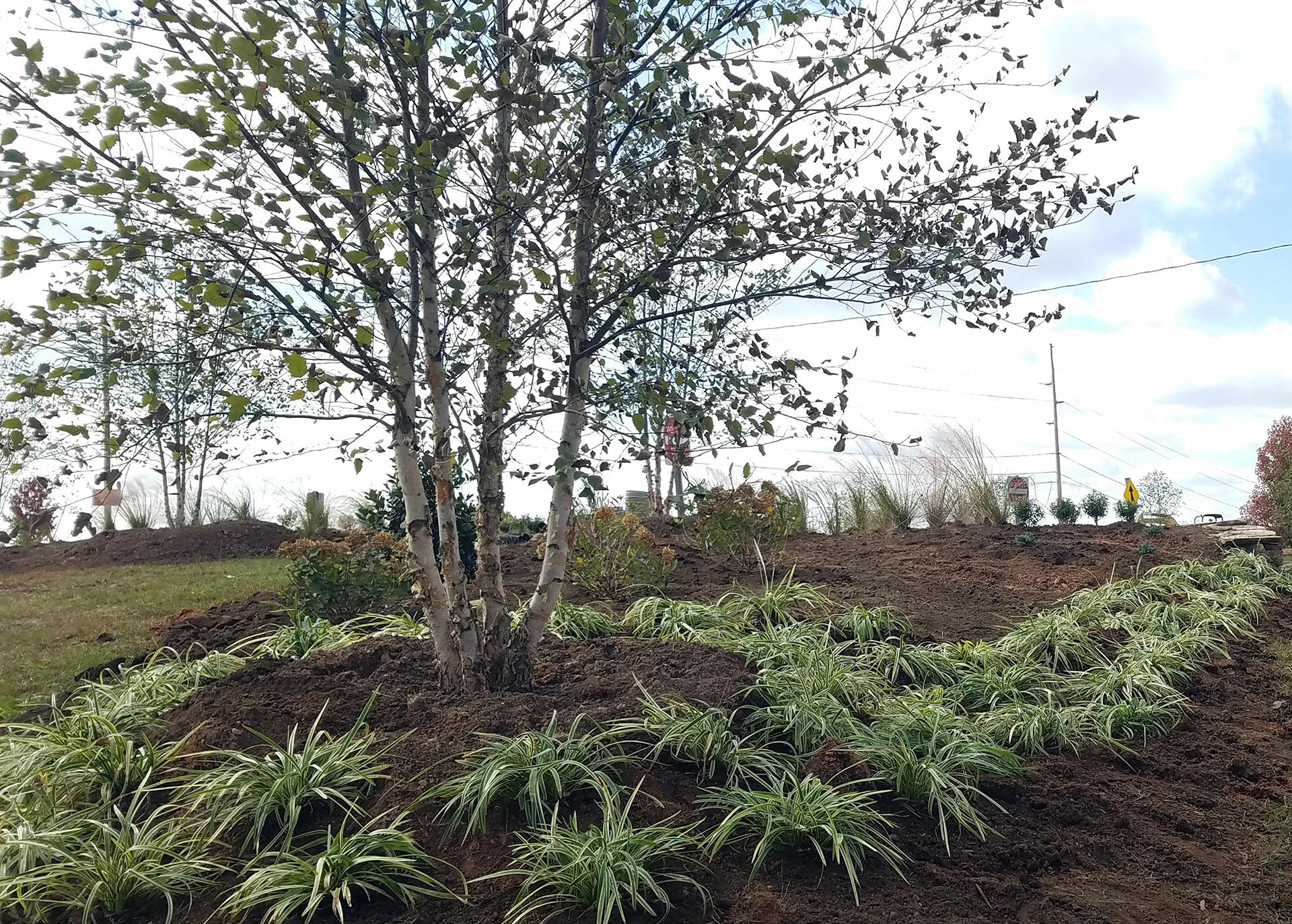 Danville VA Highway Garden Recently Installed | November 2021 | Lewis Nursery : Plants & Installation | https://lewisnurseryinc.com/