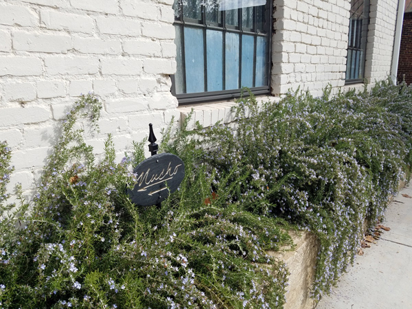 Mucho Taqueria | Danville VA Trailing Rosemary Planted Behind Original Retaining Wall Adjacent to Hughes Building