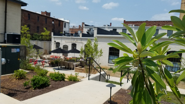 Sweetbay Magnolia Greets Visitors to Mucho Taqueria - Craghead Street | Danville VA https://muchotaqueria.com/