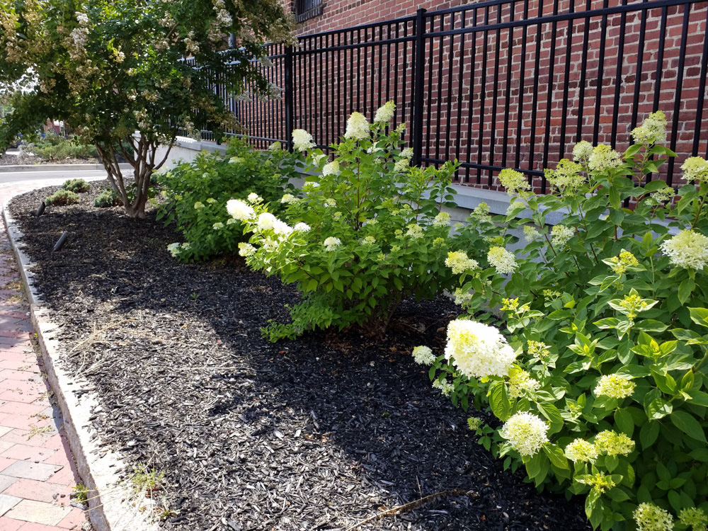 500 Block Craghead Street Parking Planting Plan 2021 Love Those Limelight Hydrangeas in Summer!