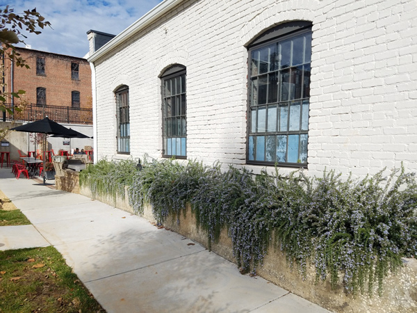 Trailing Rosemary Drapes Walkway to Mucho Taqueria | Danville VA