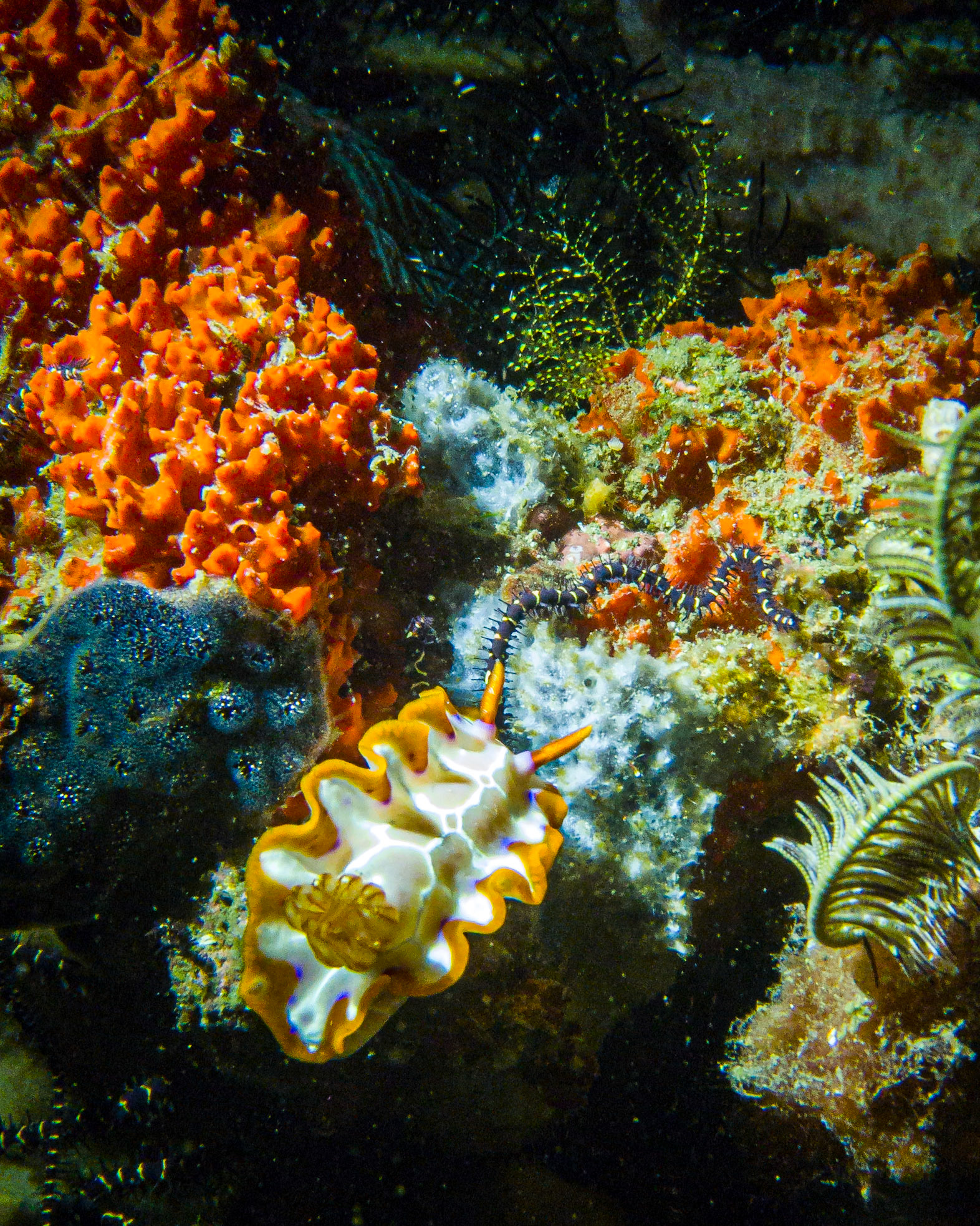 glossodoris nudibranch, Indonesia