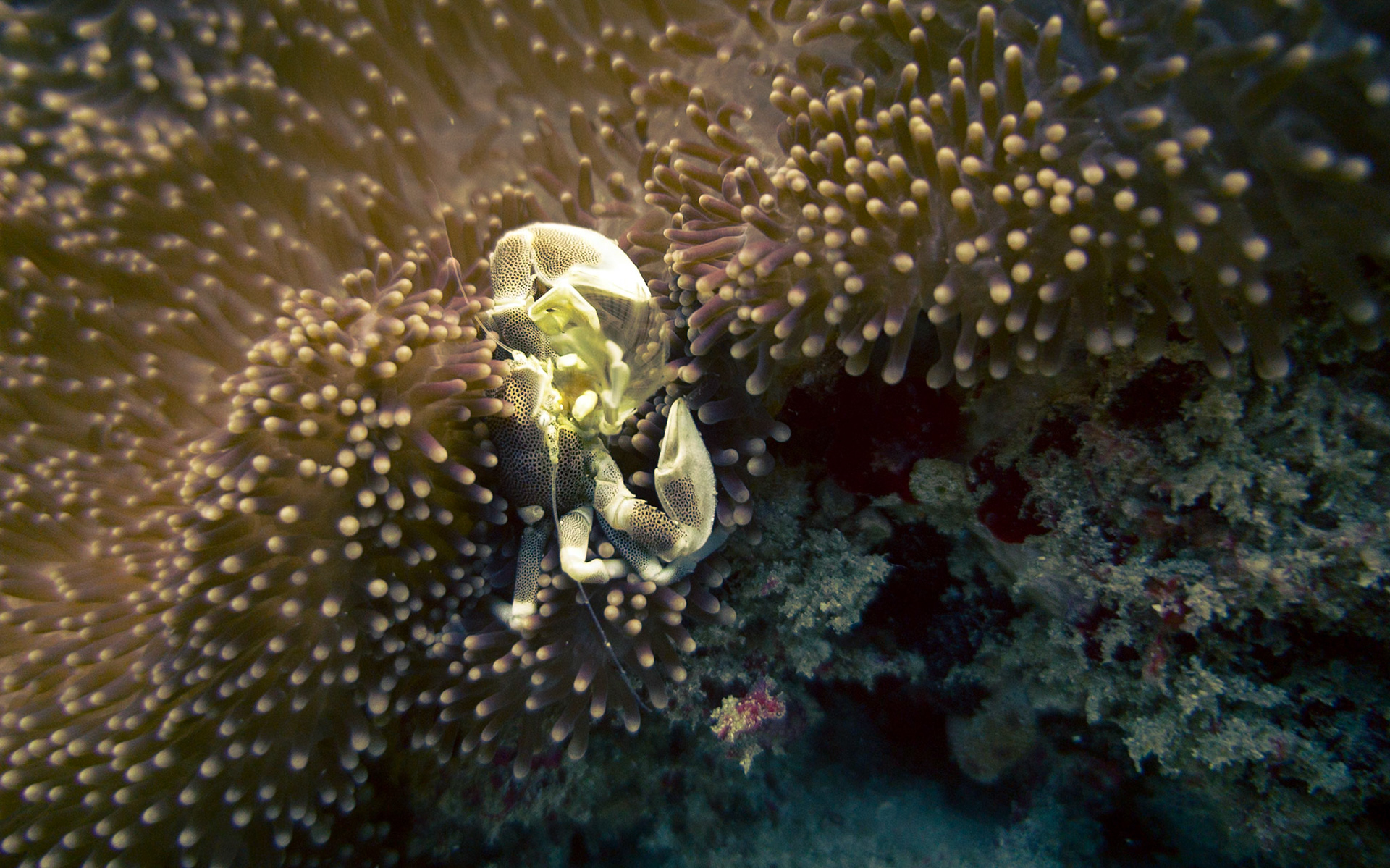 Anemone crab, Kenya