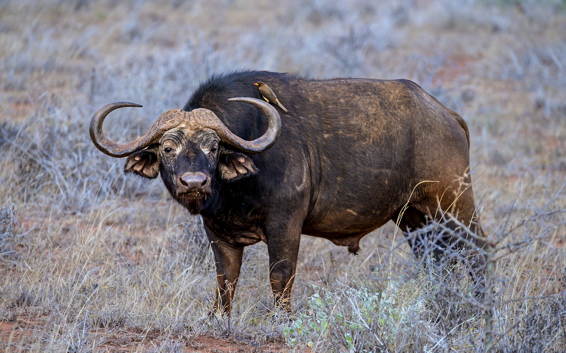 African buffalo and yellow-billed oxpecker, Kenya