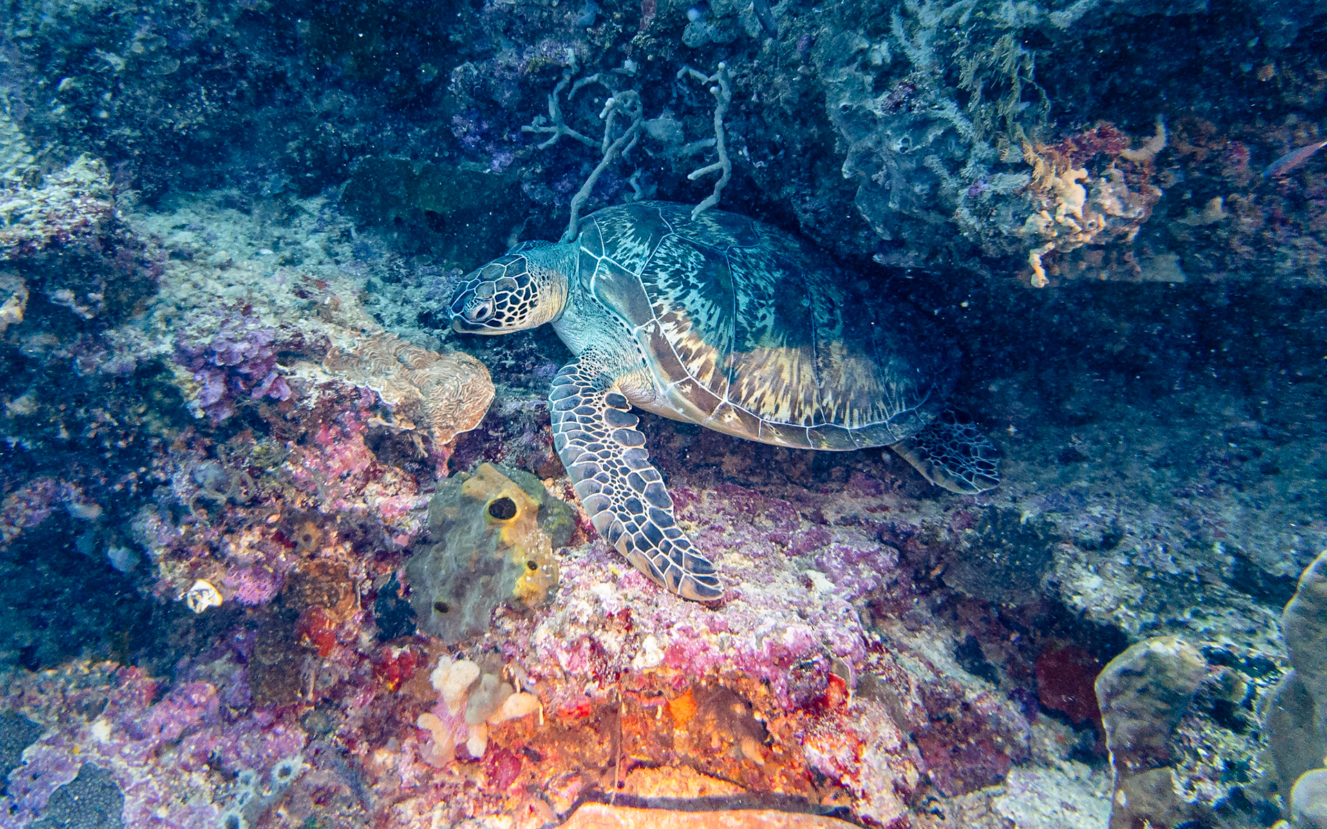 green sea turtle, Indonesia