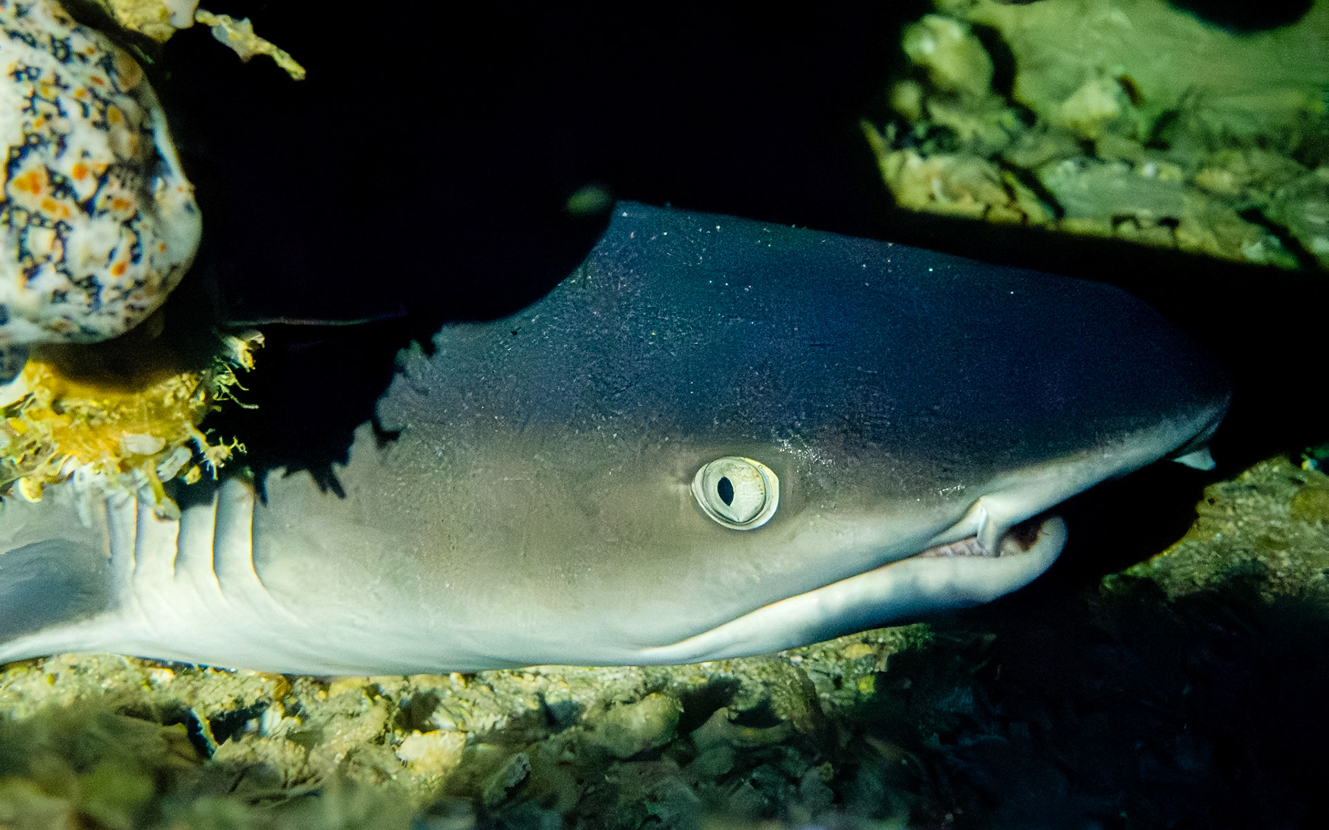 Reef shark, Indonesia