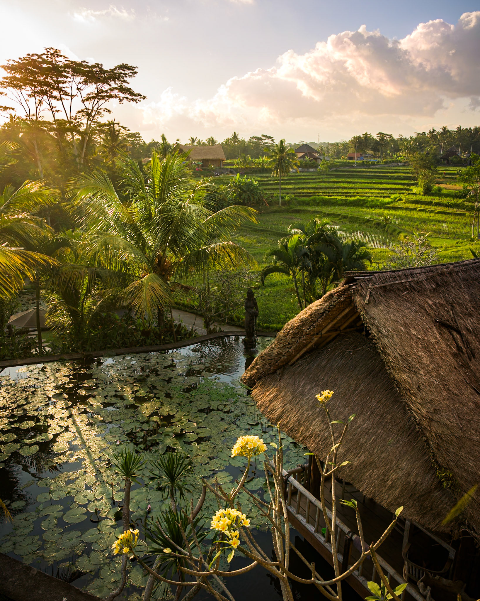 Frangipani flowers, Ubud