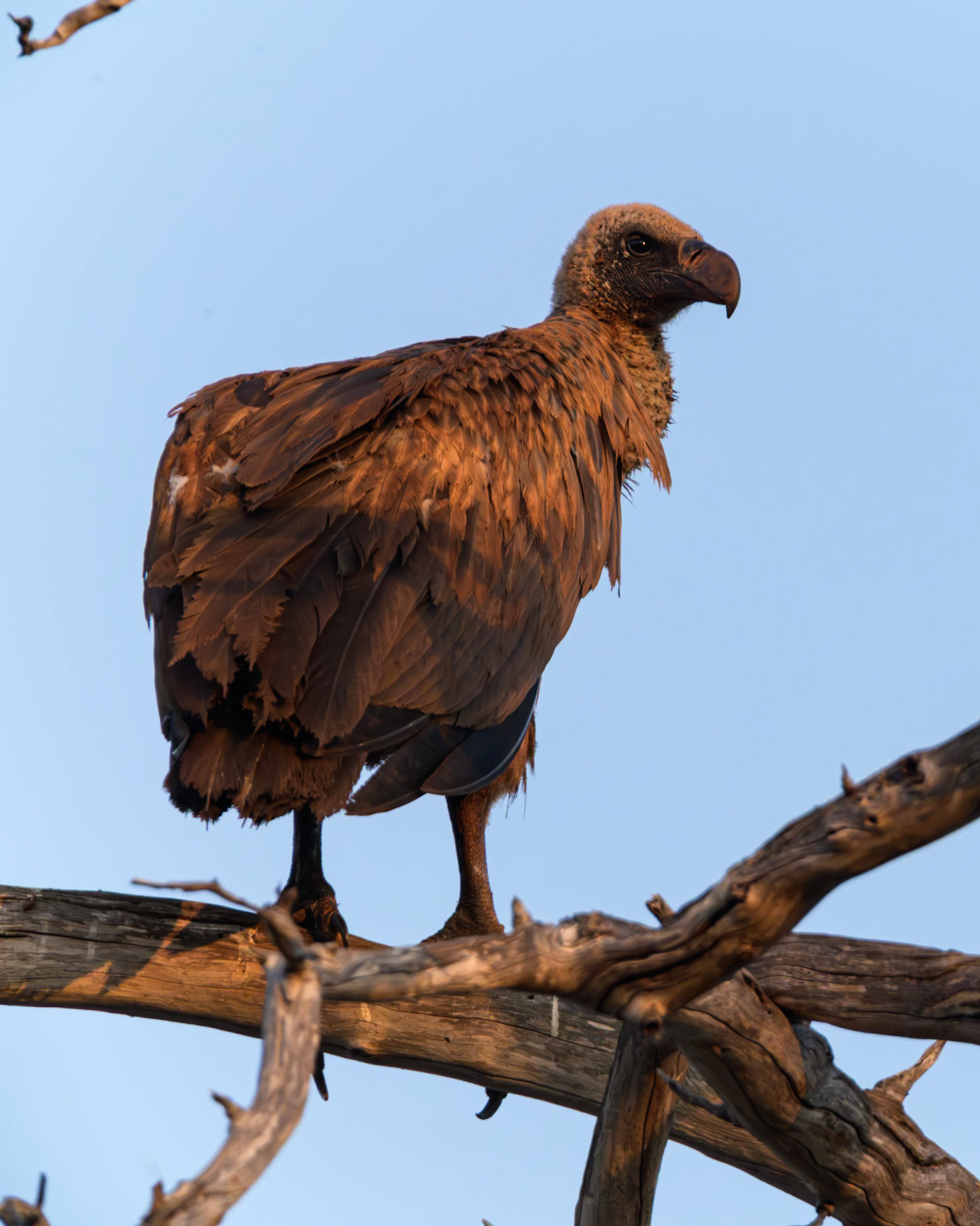 White-Backed Vulture, Kenya