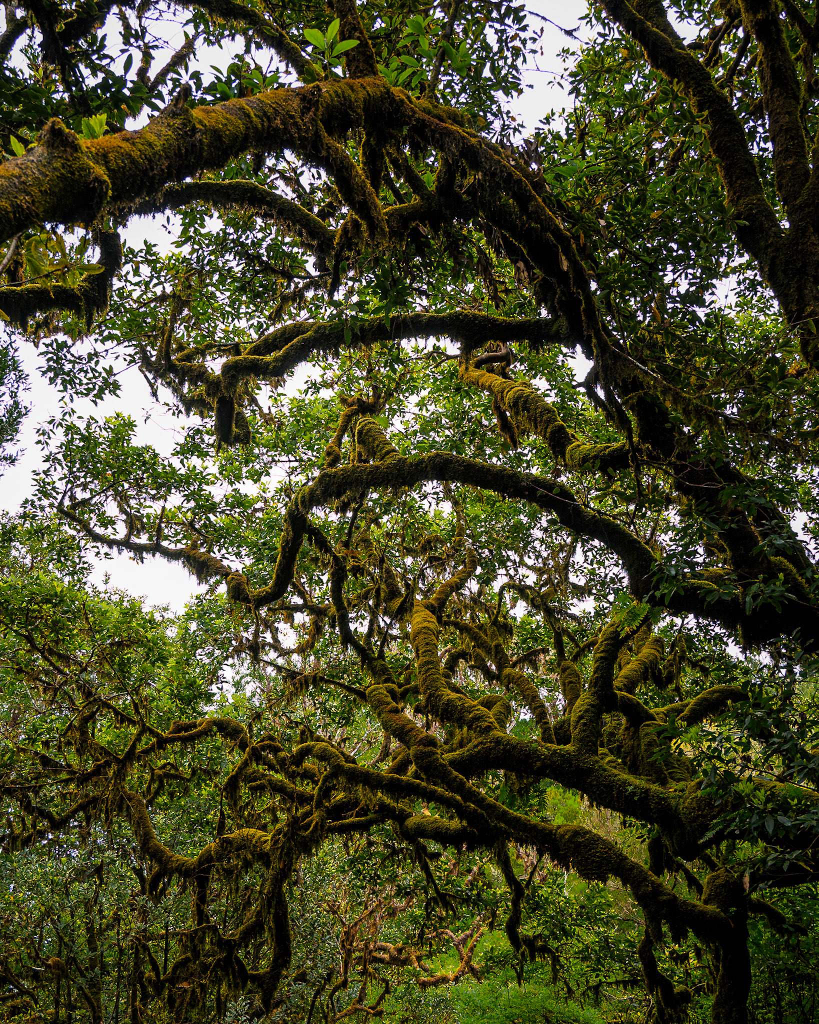 PR13 Vereda do Fanal, Porto Moniz