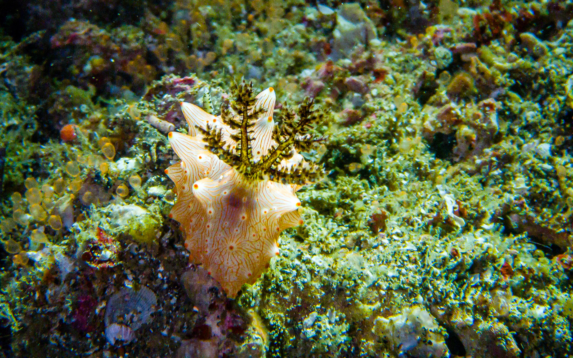 Halgerda batangas nudibranch, Indonesia