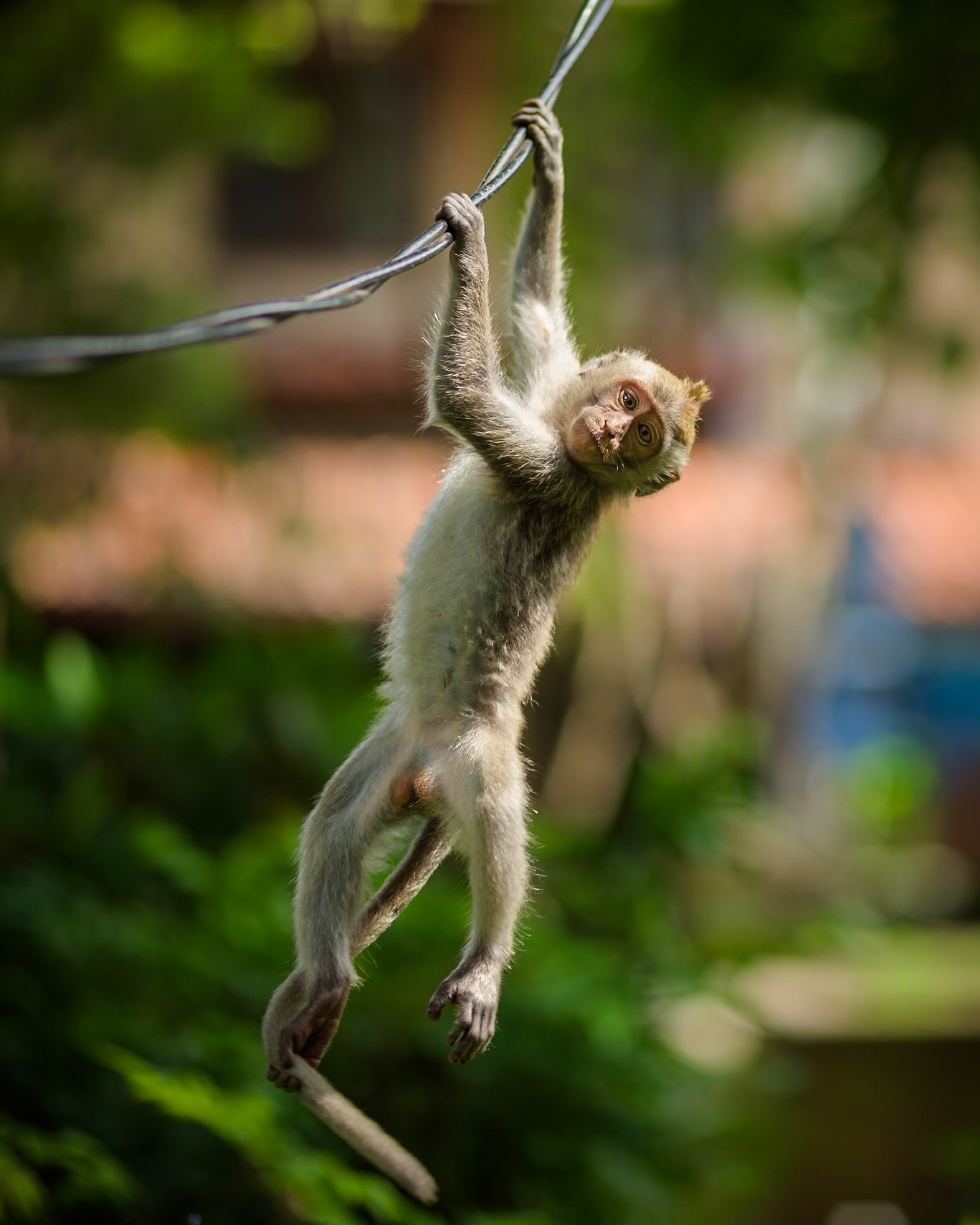 Left hanging, Indonesia
