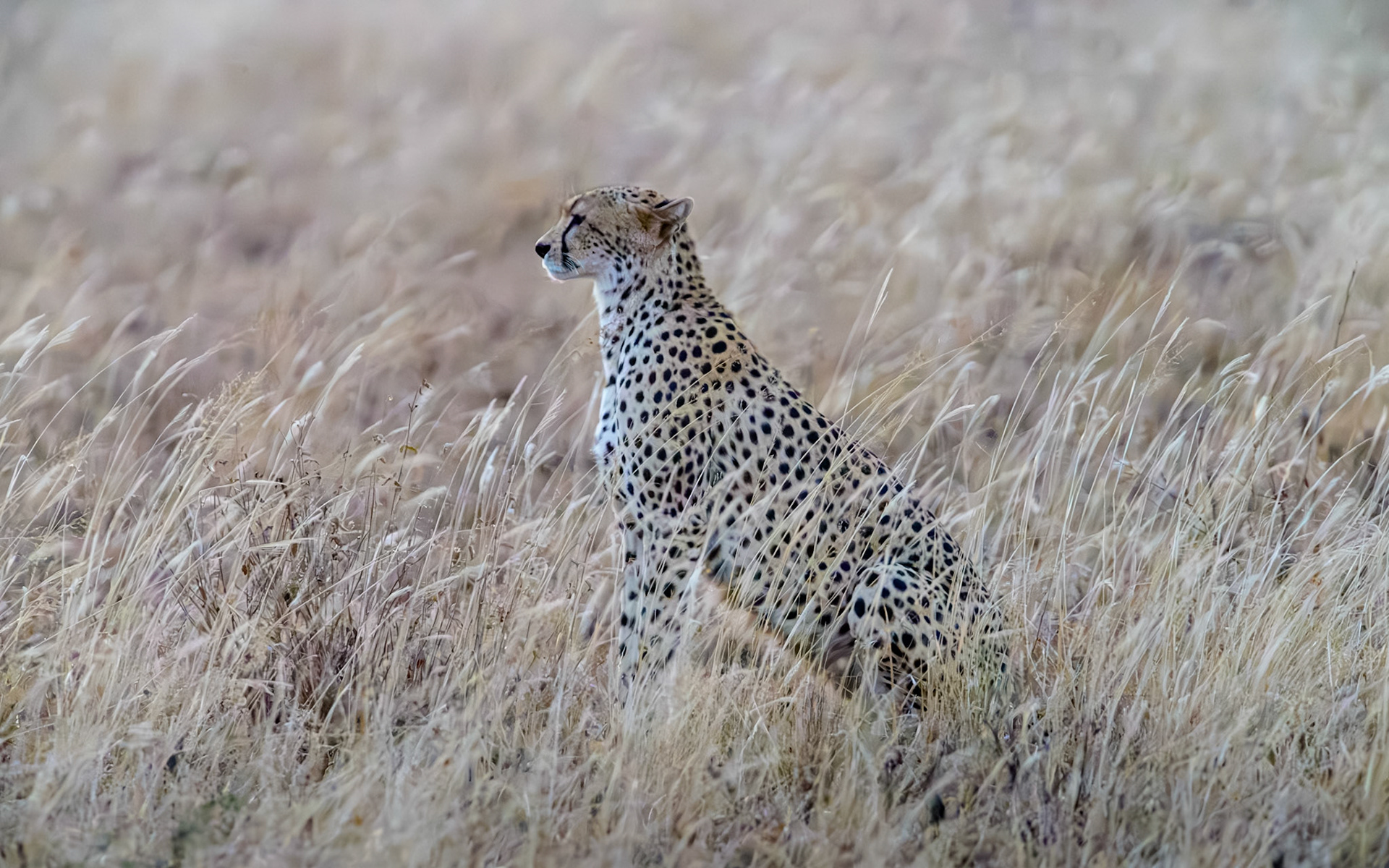 Cheetah on the hunt, Kenya