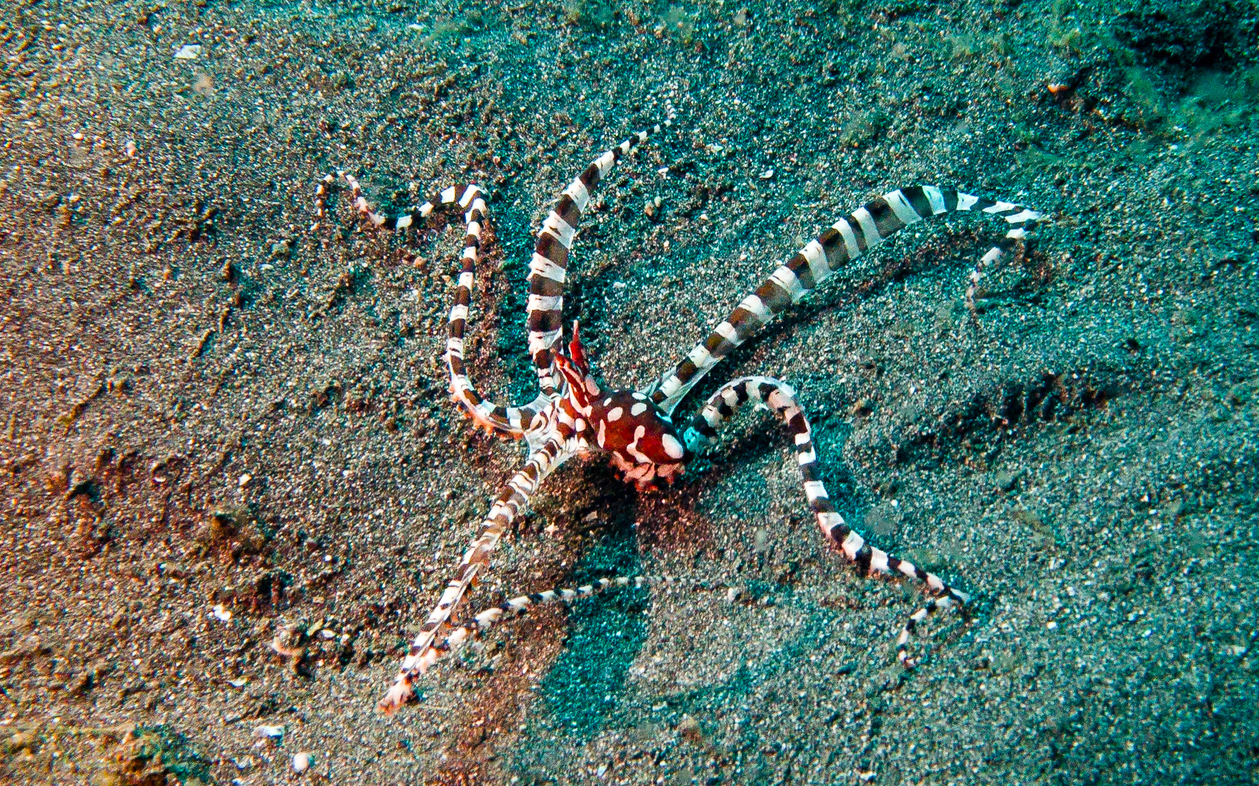 wonderpus octopus, Indonesia