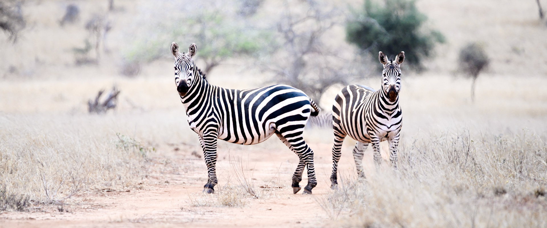 Plains zebras, Kenya