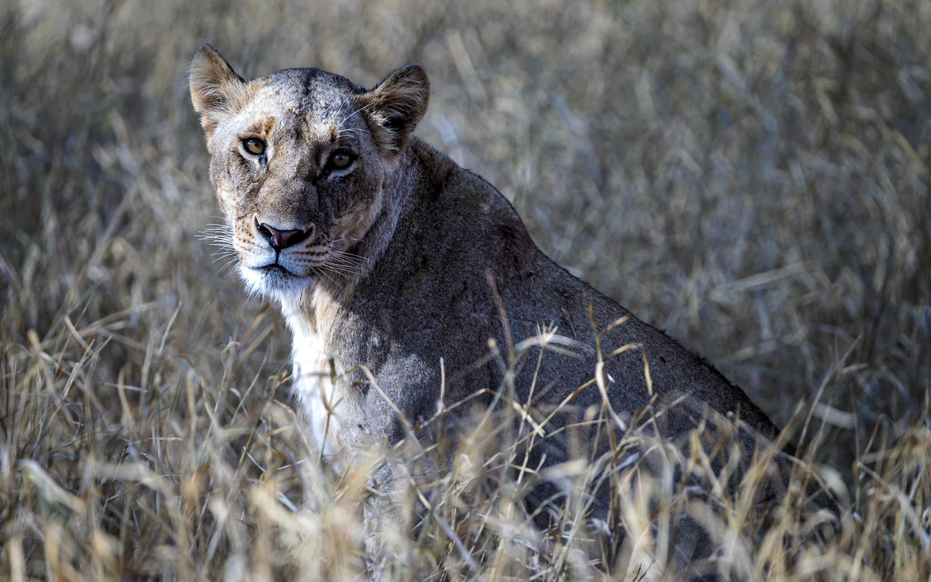 Black-maned lioness, Kenya
